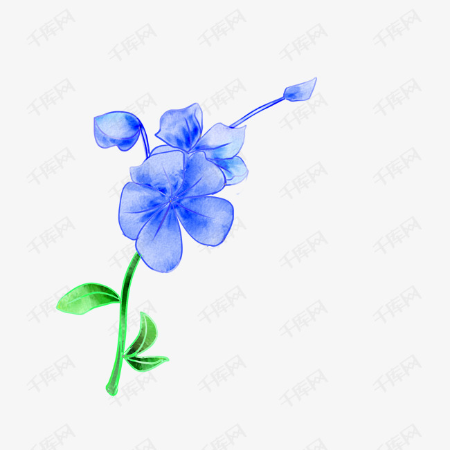 手绘水彩蓝色蝴蝶花插画