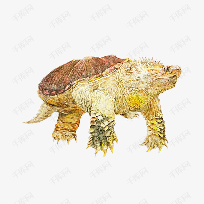 大鳄龟头像图片