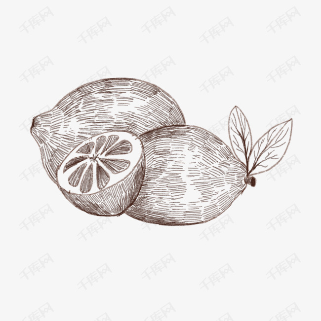 手绘线描柠檬插画