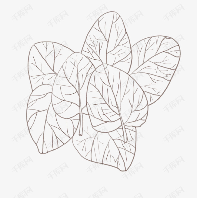 手绘木耳菜线描插画