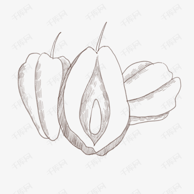 手绘佛手瓜线描插画