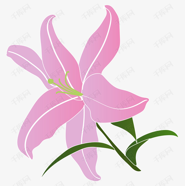 矢量免扣手绘百合花绽放