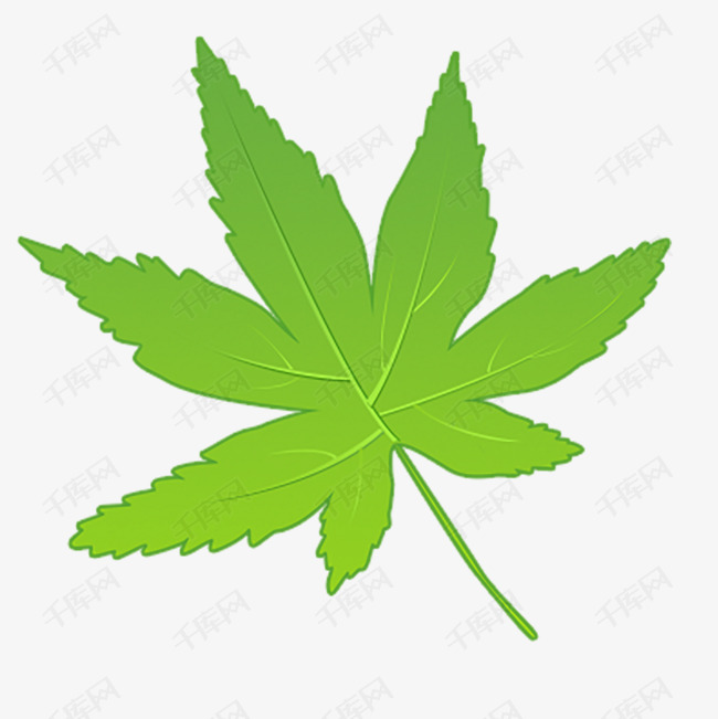 绿色的叶子免抠图素材图片免费下载_高清psd_千库网(图片编号11800530