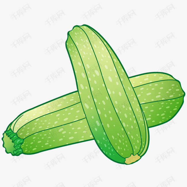 西葫芦嫩绿生命力食物蔬菜