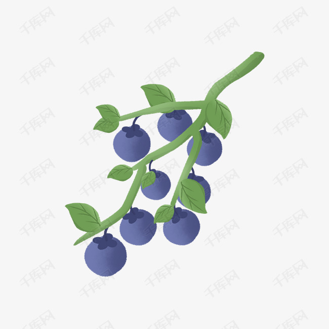 卡通治愈系蓝莓树枝头一串蓝莓水果
