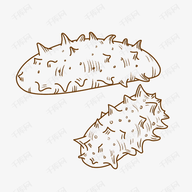 两个线描海参