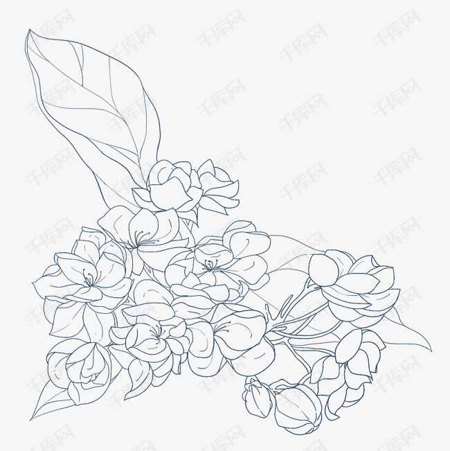 黑白茉莉花线稿素材图片免费下载-千库网