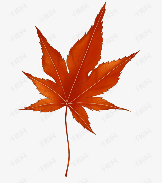 红色枫叶秋叶素材图片免费下载-千库网