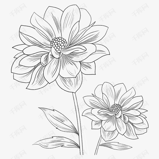 黑白手绘花朵线描