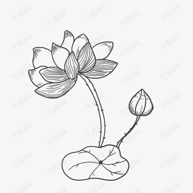 线稿png莲花