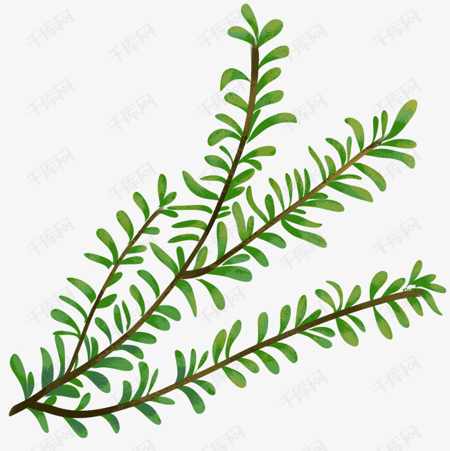 手绘水彩迷迭香细枝植物免抠