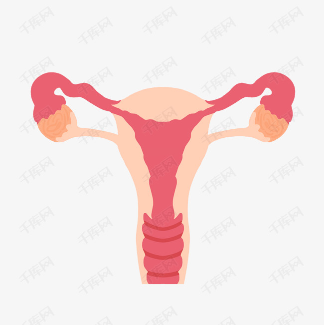 女性子宫附件下载