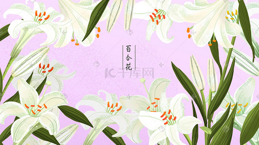 百合花蜜插画图片_植物花草百合插画