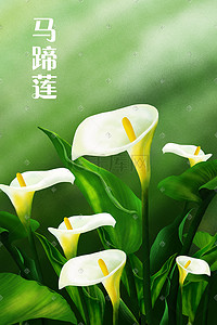 手植物植物花卉插画图片_白色马蹄莲手绘图