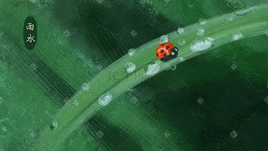 雨后小草插画图片_七星瓢虫爬在雨后的小草上