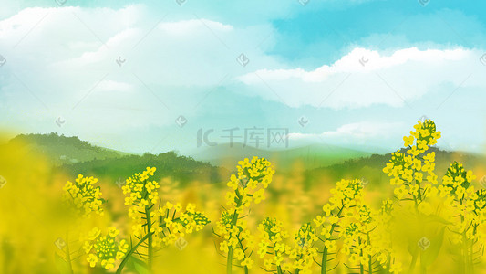 天蓝插画图片_春天蓝天下的油菜花风景