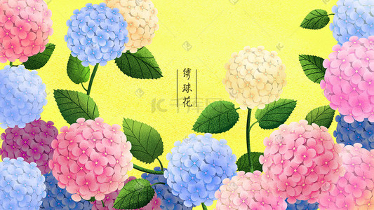 太平绣球插画图片_植物花草绣球花插画