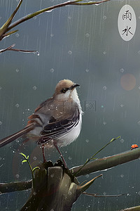 淋雨水插画图片_雨水谷雨淋雨的小鸟