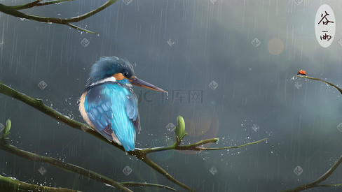 谷雨翠鸟雨水下雨春天