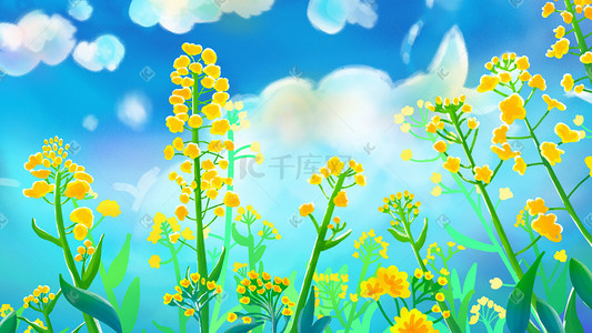 天空蓝天云花油菜花朵花背景