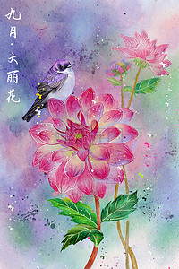 中国风十二月你好插画图片_水彩花鸟十二月花信之九月大丽花
