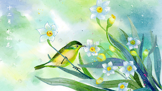 水彩花鸟画十二月花信之十二月水仙花