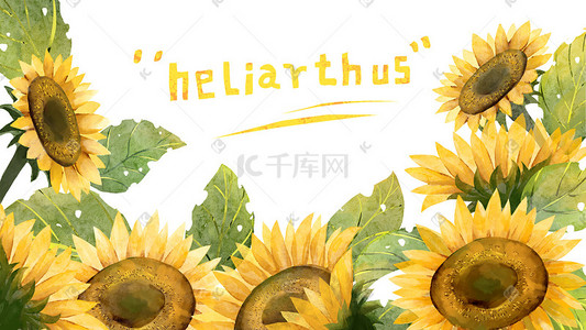 花卉背景插画图片_水彩向日葵花卉背景