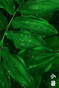 绿叶绿叶插画图片_小暑二十四节气绿叶露珠