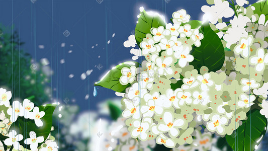 白色的花朵插画图片_夜雨中白色的的绣球花