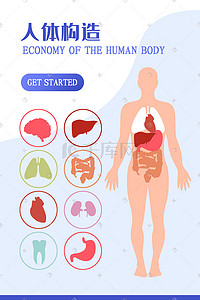 医学人体插画图片_医学知识扁平插画