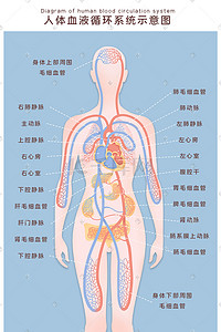 人体器官医学插画图片_人体血液系统循环示意图