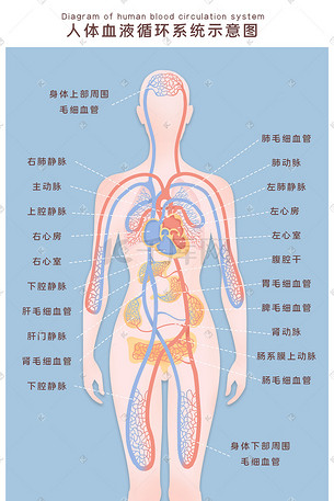 人体血液系统循环示意图