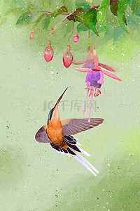 荆条花蜜插画图片_五月吃花蜜的小鸟