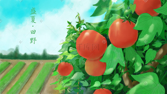 得插画图片_夏天的田野里长得红彤彤的西红柿