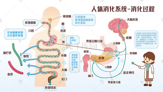 人体免疫插画图片_人体消化系统消化过程