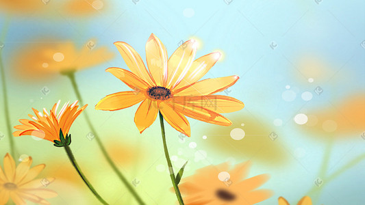 风中摇曳的黄色波斯菊花朵