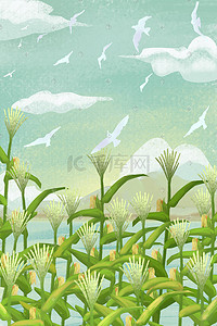 秋天丰收收获稻田中的水稻背景
