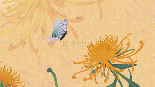 蝴蝶花卉插画图片_工笔花卉—中国菊花