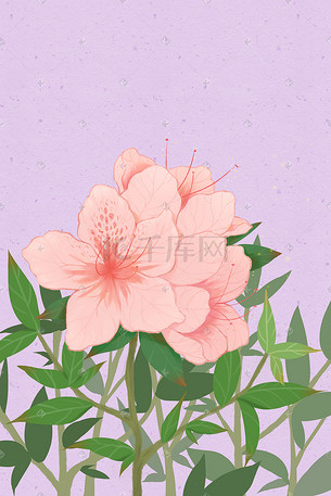 花卉鲜花杜鹃花唯美背景