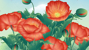 虞美人花朵手绘水彩