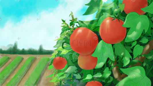 西红柿插画图片_夏天的田野里长得红彤彤的西红柿