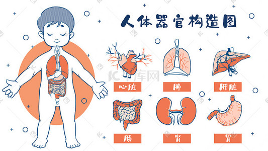 组织架构插画图片_医疗人体组织器官插画科普科普