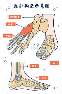 人体肌肉插画图片_医疗人体组织器官足部构造插画科普