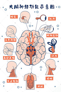 医疗人体组织器官大脑插画科普
