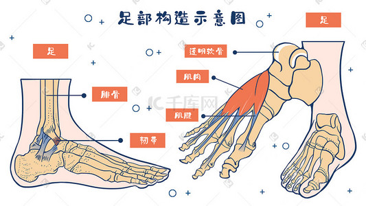 鱼骨头和狗骨头插画图片_医疗人体组织器官足部构造插画科普
