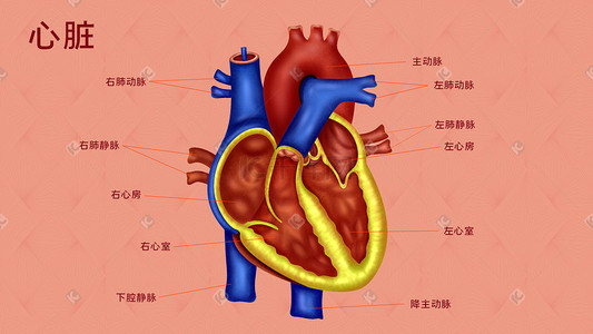 医疗人体组织器官心脏实例图卡通插画科普