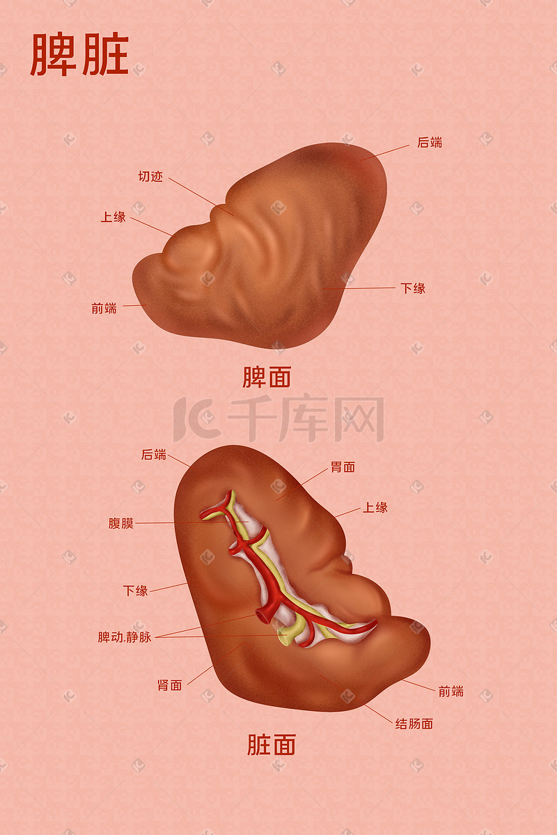脾脏插画-脾脏配图-千库网