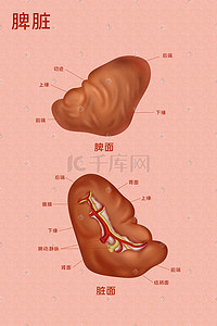 内脏标签插画图片_医疗人体组织器官脾脏实例图卡通插画科普