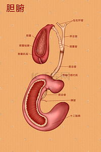 医疗人体组织器官胆腑实例图卡通插画科普