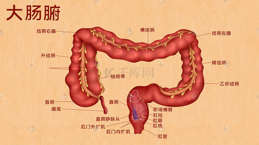 大肠杆菌标志插画图片_人体医疗人体组织五脏六腑之大肠腑科普